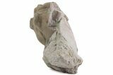 Bargain, Partially Enrolled Asaphus Trilobite - Russia #363247-2